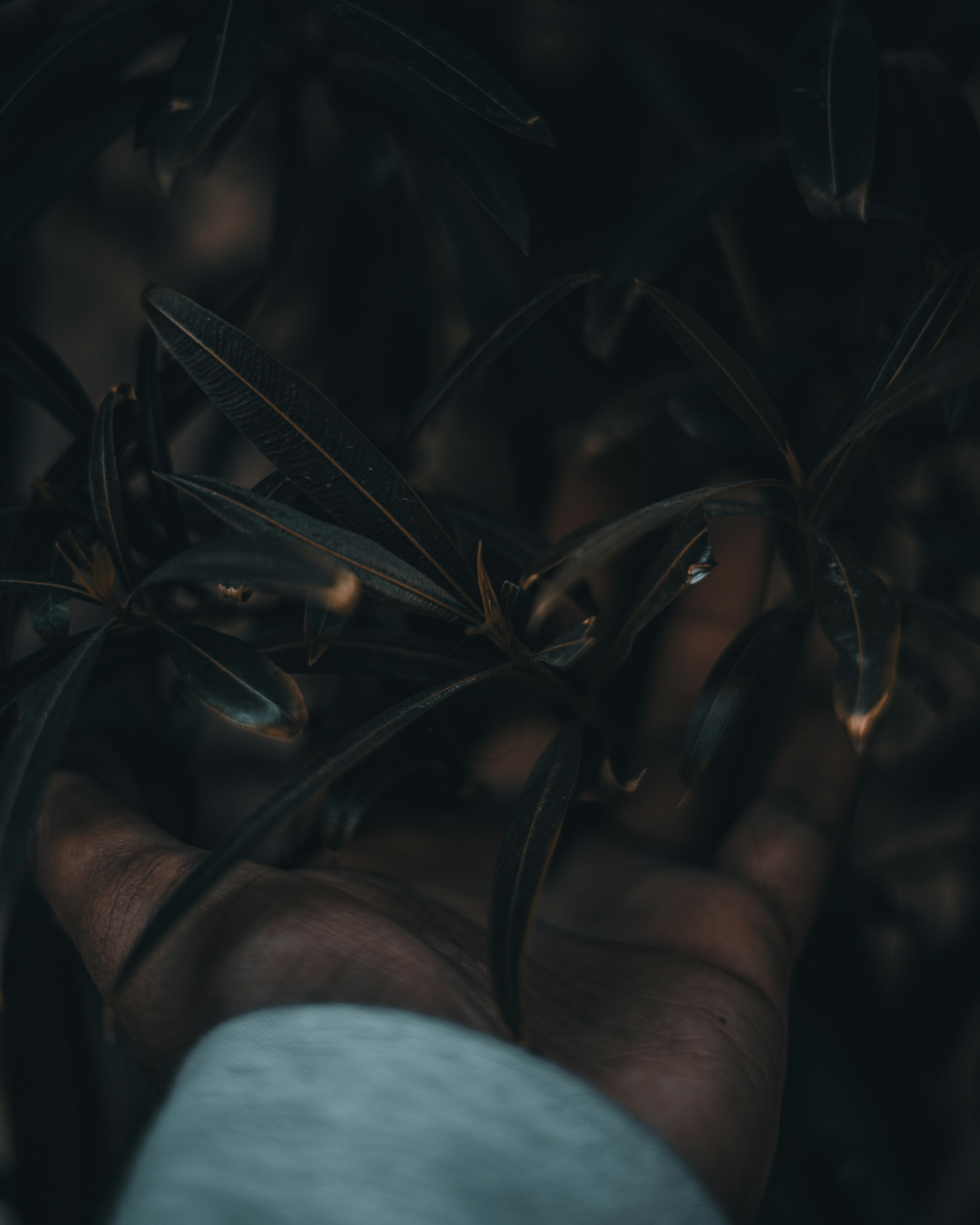person holding green plant stem